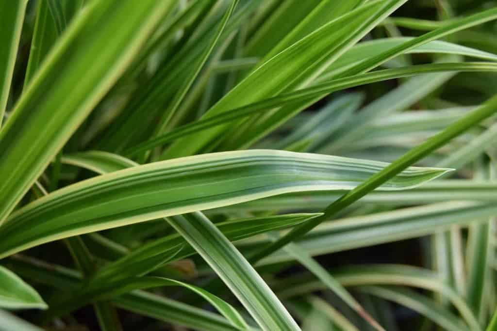 Carex morrowii 'Ice Dance' ---